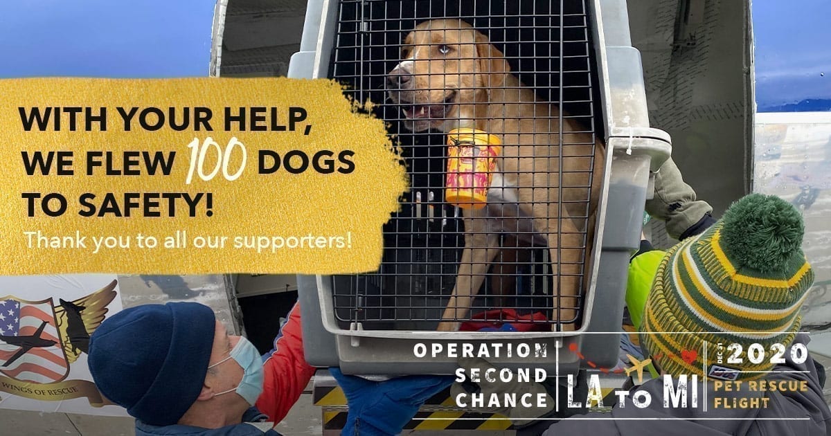 UPDATE: Thank You For Helping Over 100 At-Risk Dogs Fly To Safety!