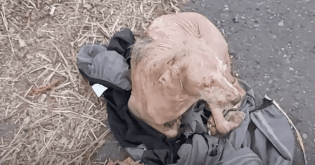 Abandoned Dog with Jacket