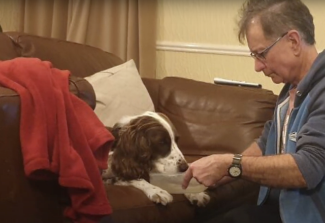 Dog feeding senior dog