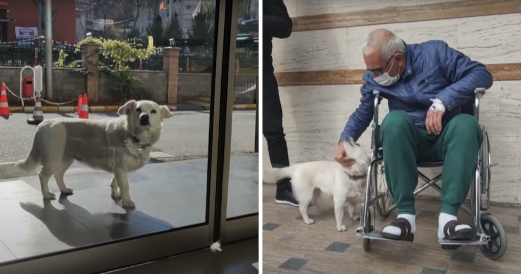 loyal dog waits outside hospital