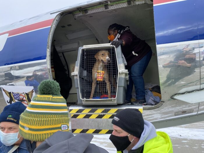 Dog on rescue flight