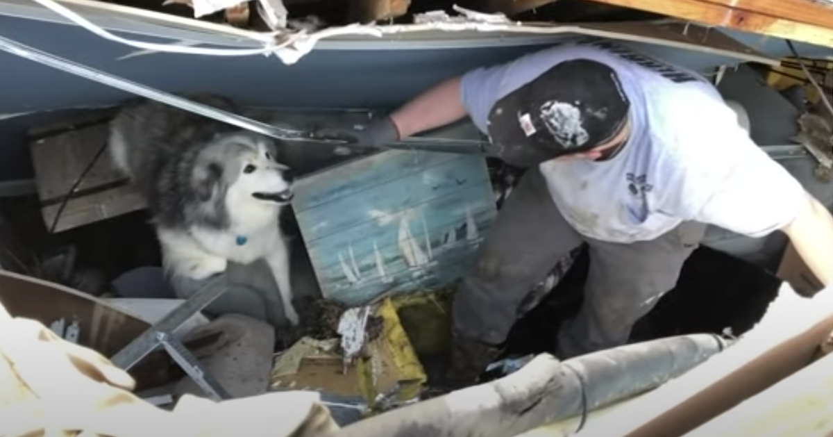 Dog survives tornado