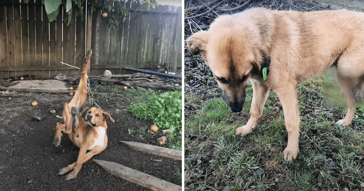 Dog Tied to Tree Abuse