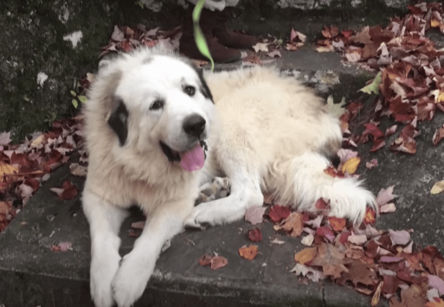 Great Pyrenees Rescue Update