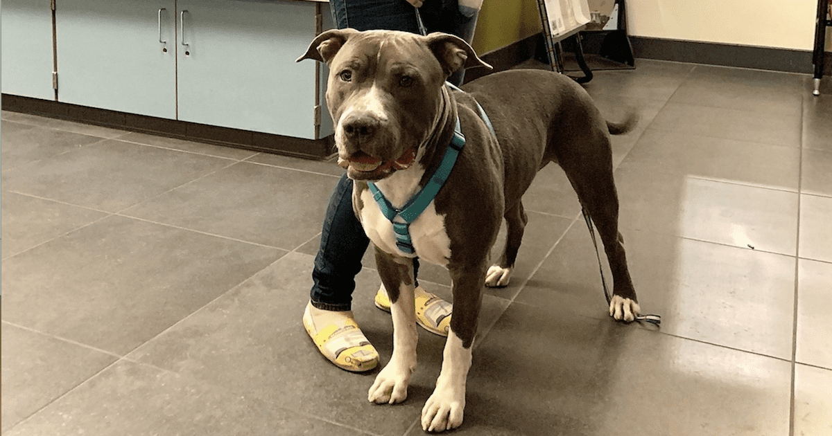 Gumdrop Pit Bull Adopted
