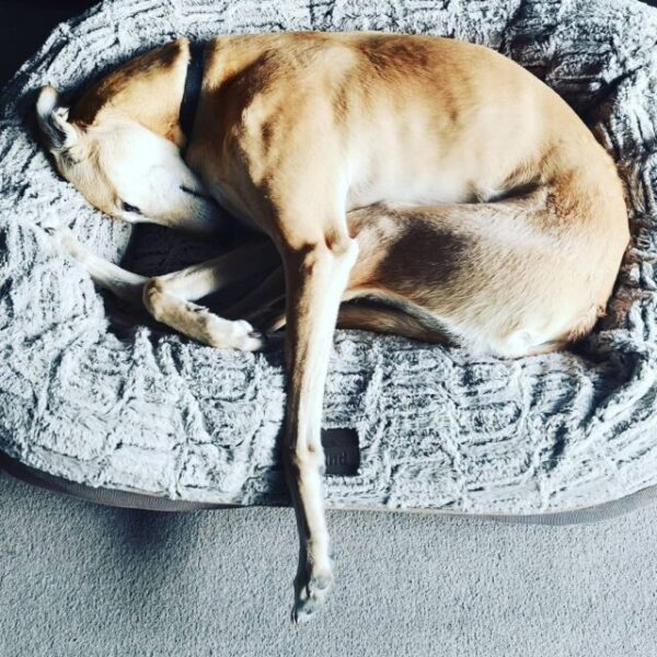 Lurcher napping