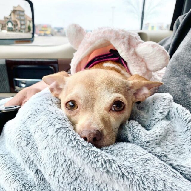 Pickles the Chihuahua resting