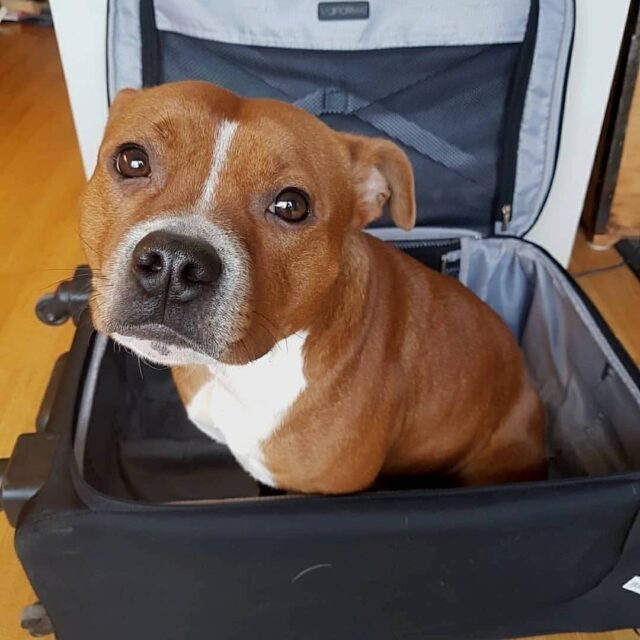 Pit Bull in Suitcase