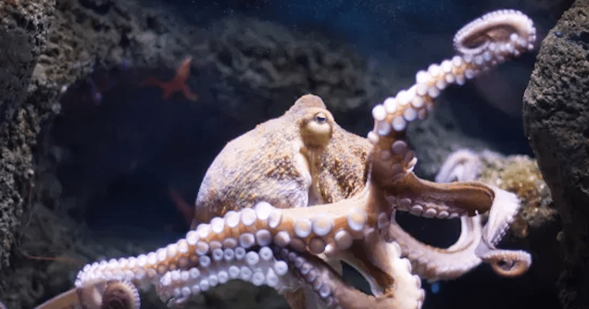 Punching Octopus