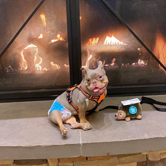 Special Needs Puppy by Fire