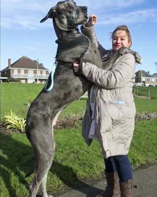 Freddy The World’s Tallest Dog Passes Away At 8 ½ Years