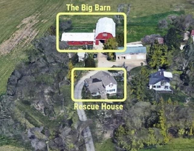 big barn dog rescue