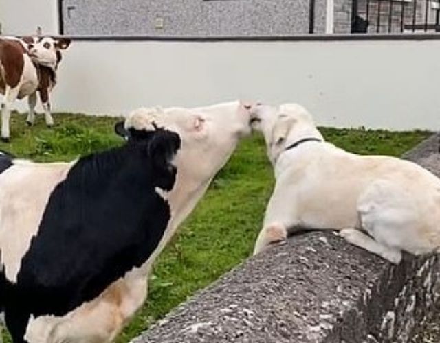 dog and cow friend