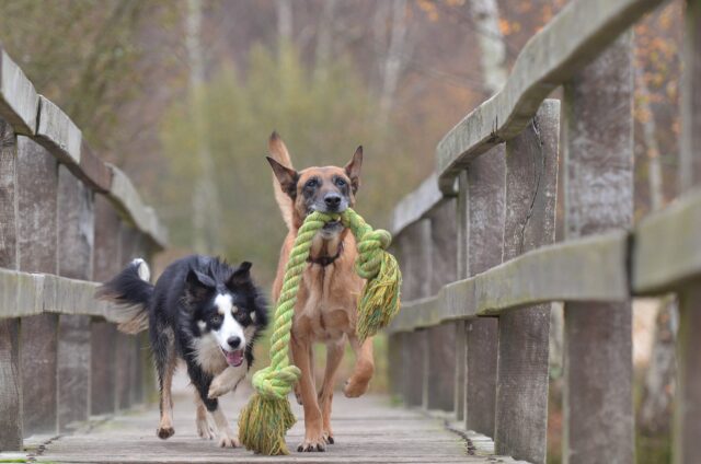 Dogs playing with rope