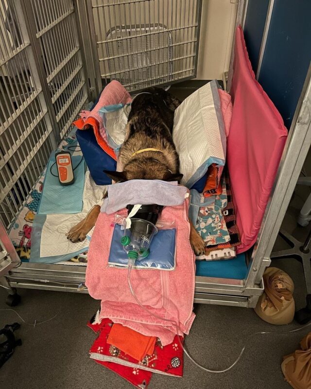 Police Dog Recovering