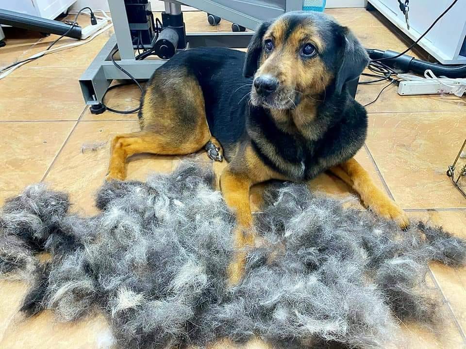 dog-sheds-grooming