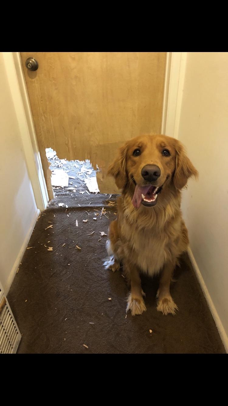 funny-dog-destroys-door