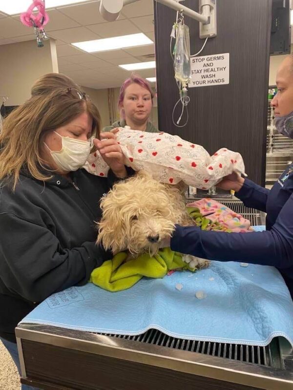 Miracle Dog Rescued