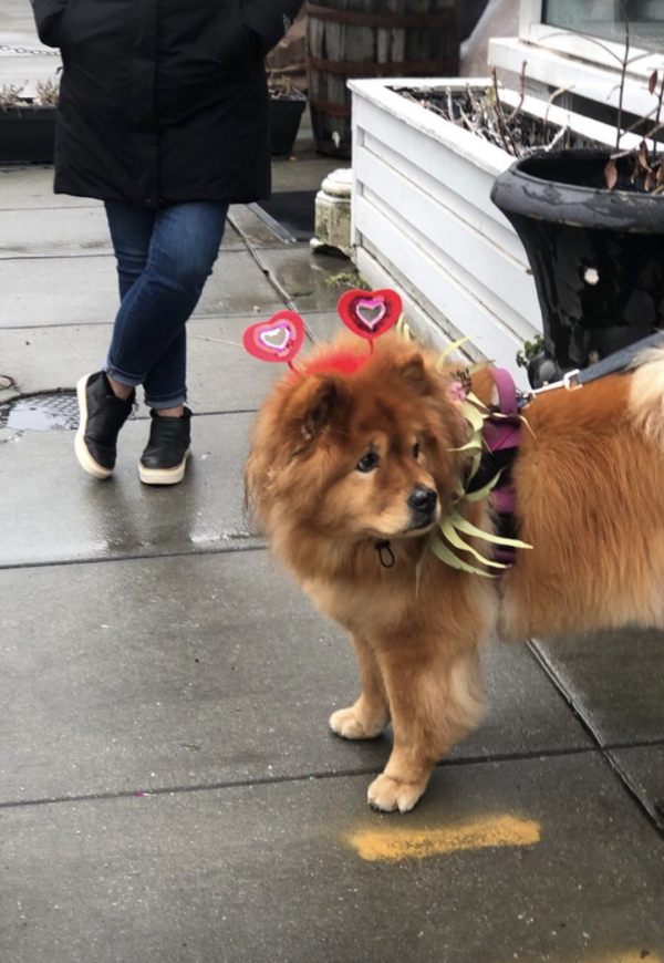 Chow Chow Delivering Flowers