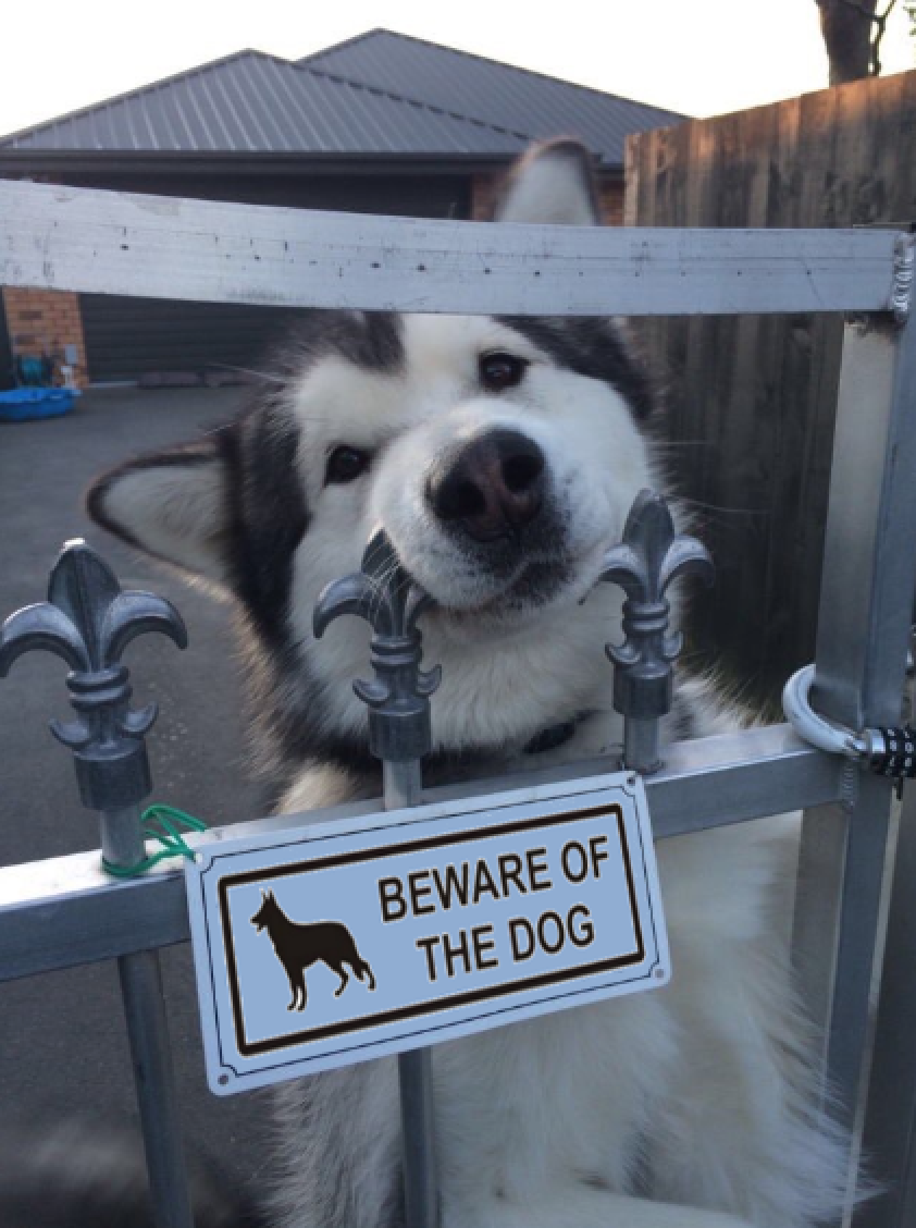 beware-of-dog-funny