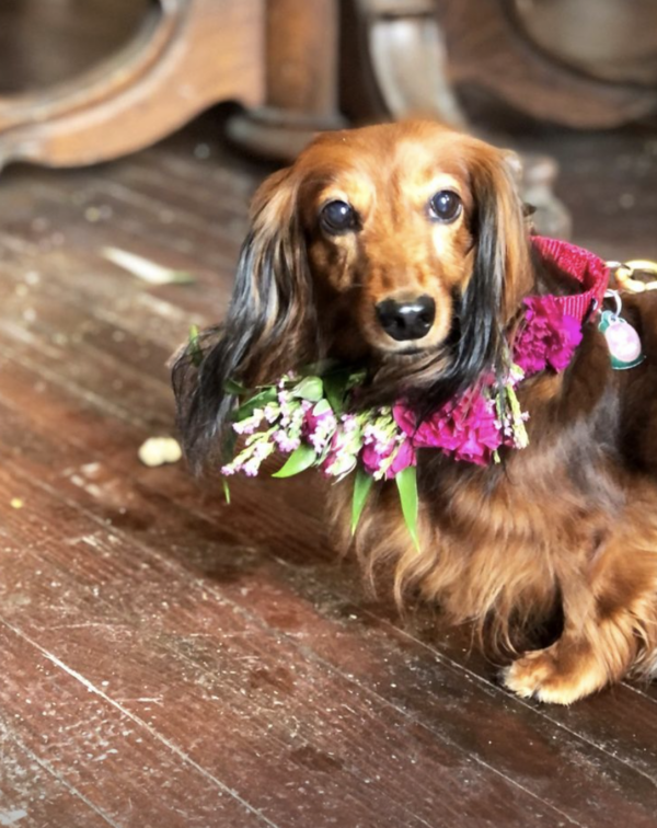 Dachshund Delivering Flowers