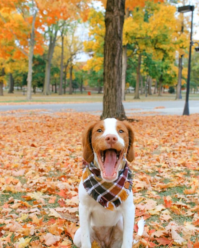 Dog excited for fall