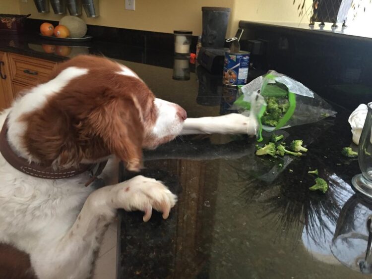 Dog Stealing Broccoli
