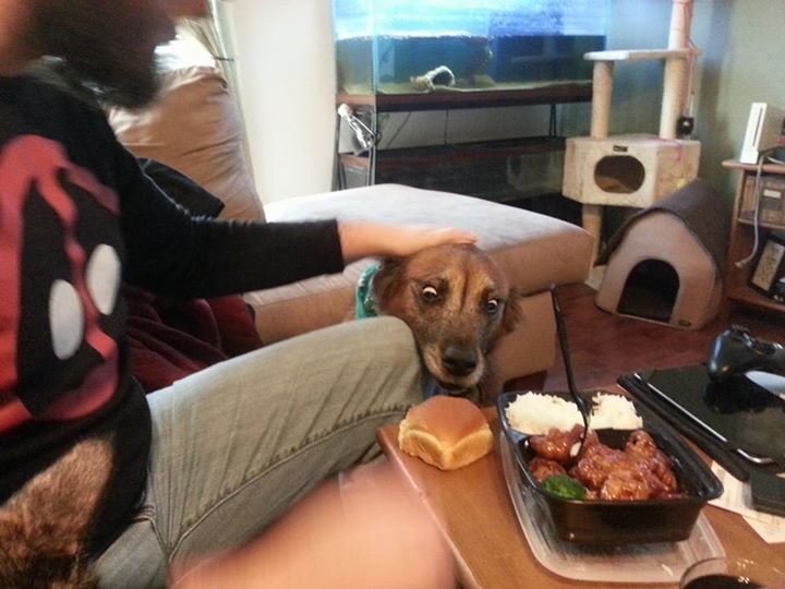 Dog steals bread roll