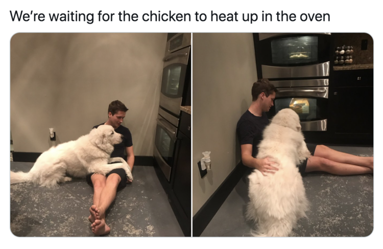 Dog waits for chicken