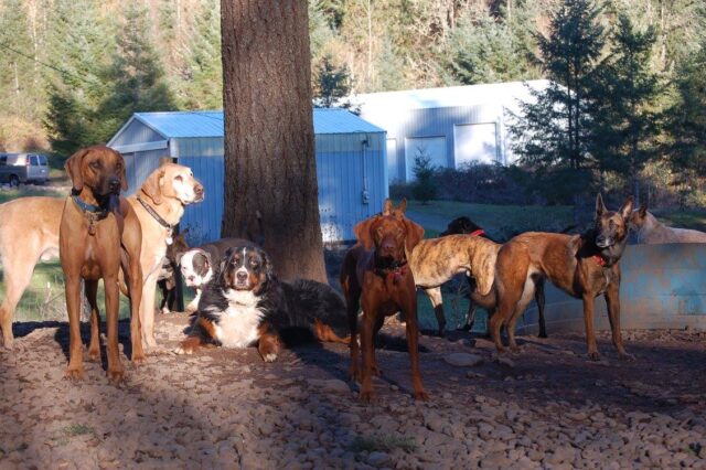 Dogs at Daycare