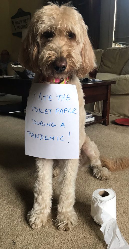 dog-shaming-toilet-paper