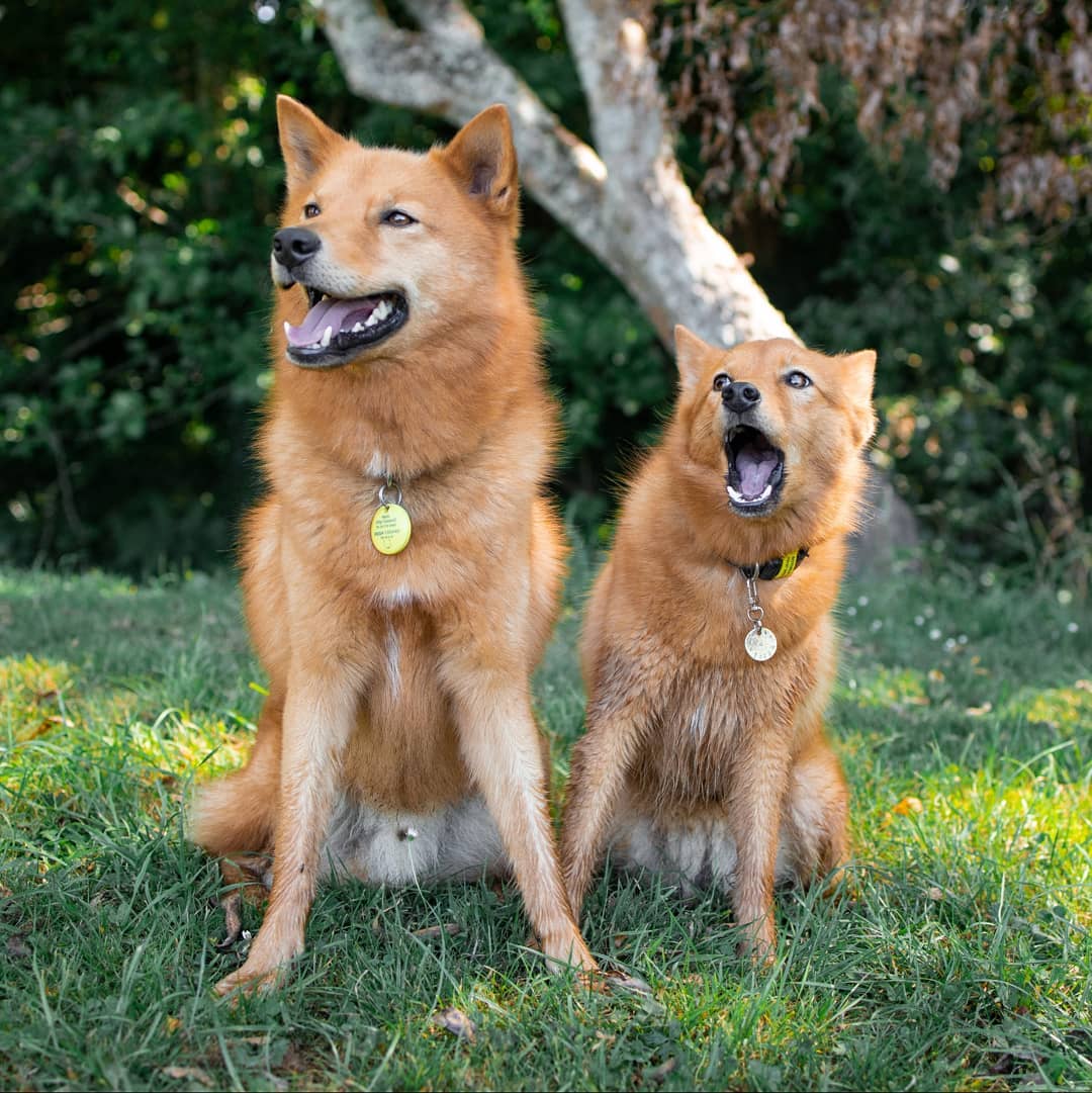 Finnish_Spitz_screaming