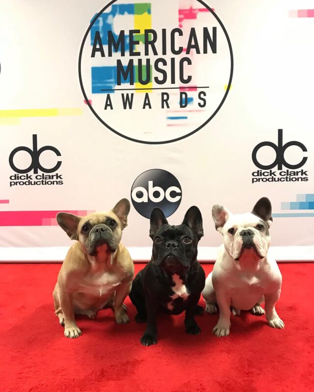 French Bulldogs music awards