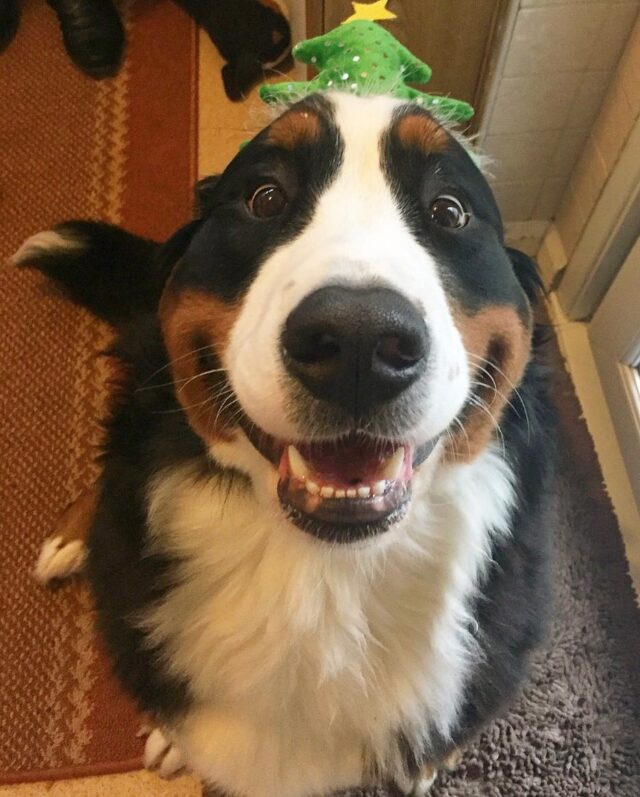 Happy Christmas dog