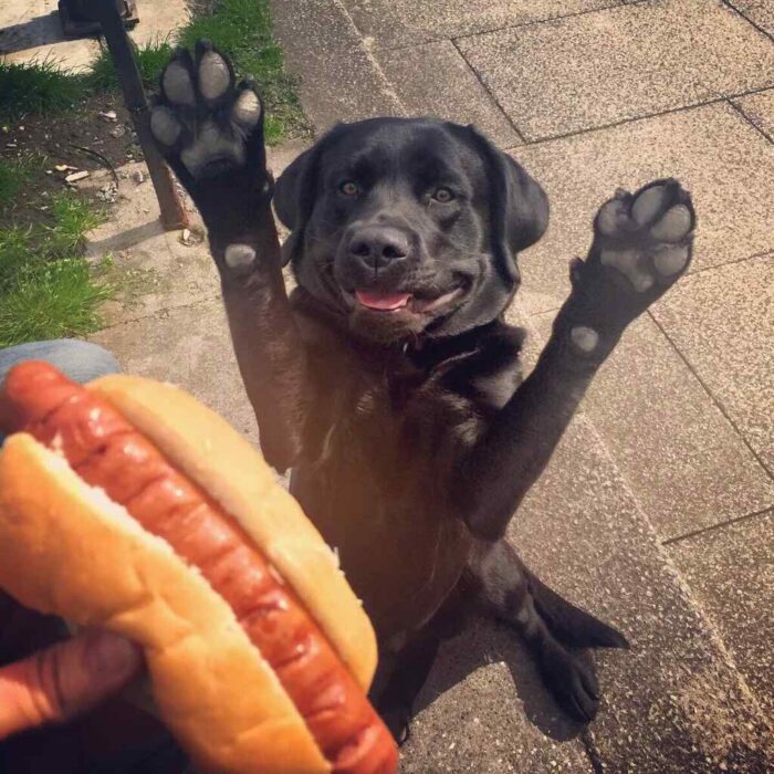 Hot dog face