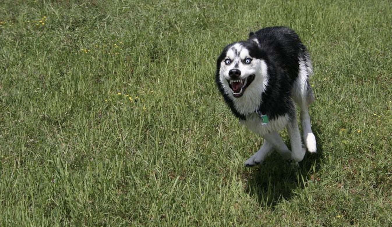 Husky mid zoomies