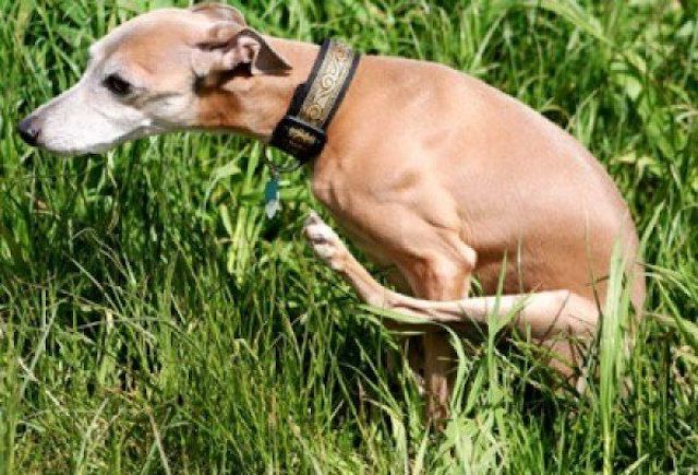 Italian Greyhound dog butt scooting
