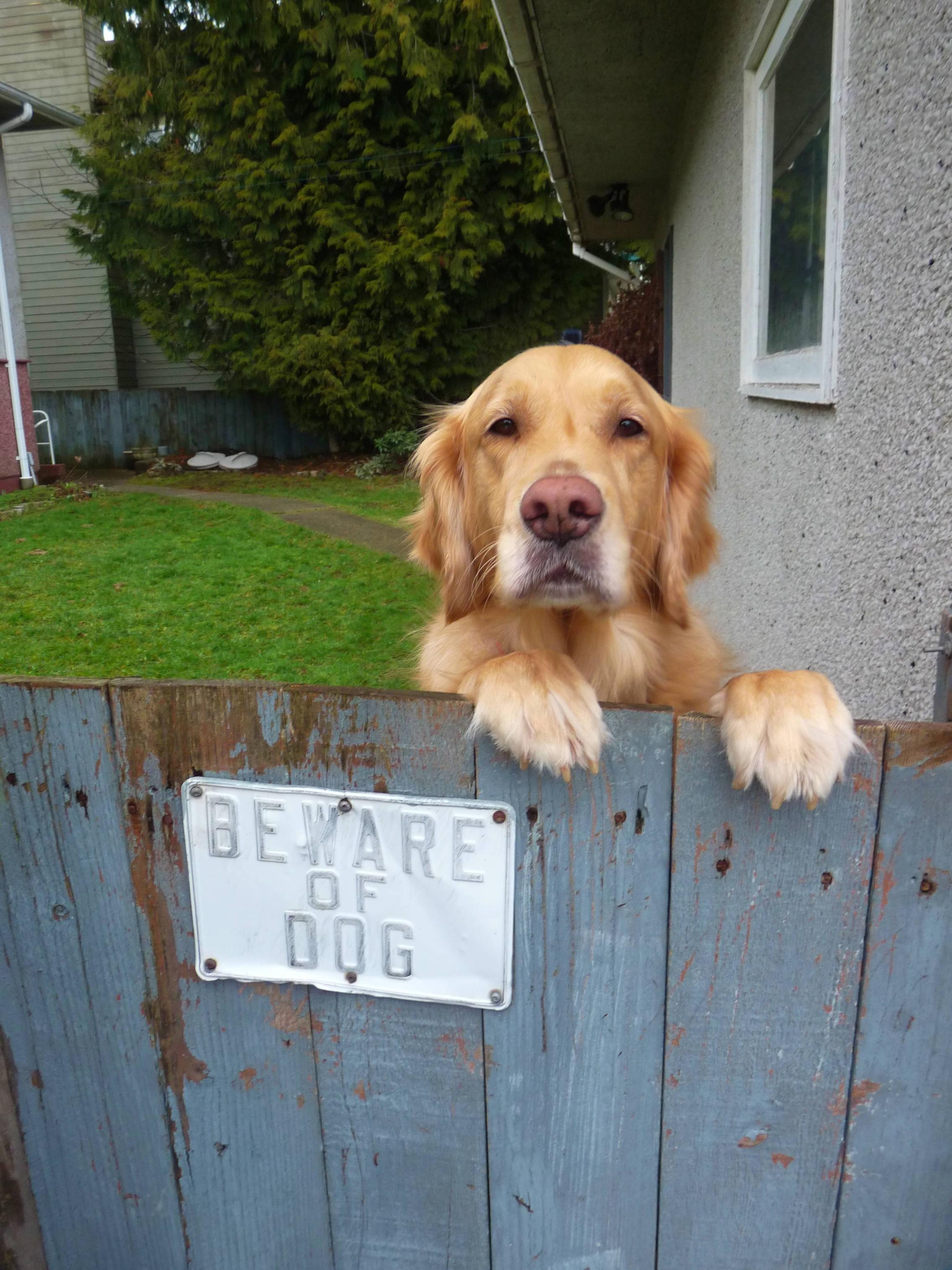 dog-and-beware-of-dog-sign