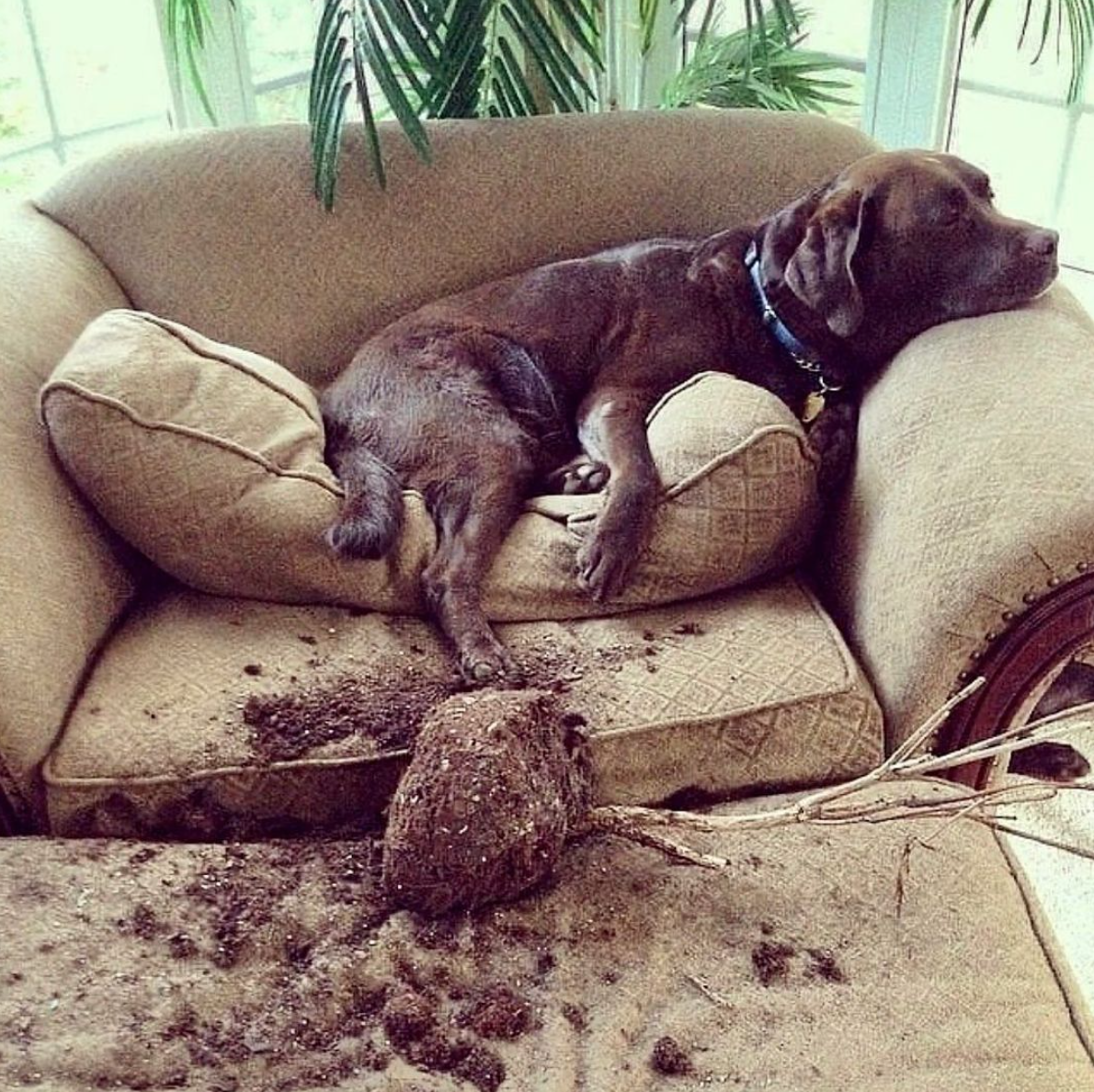misbehaving-dog-destroys-plant