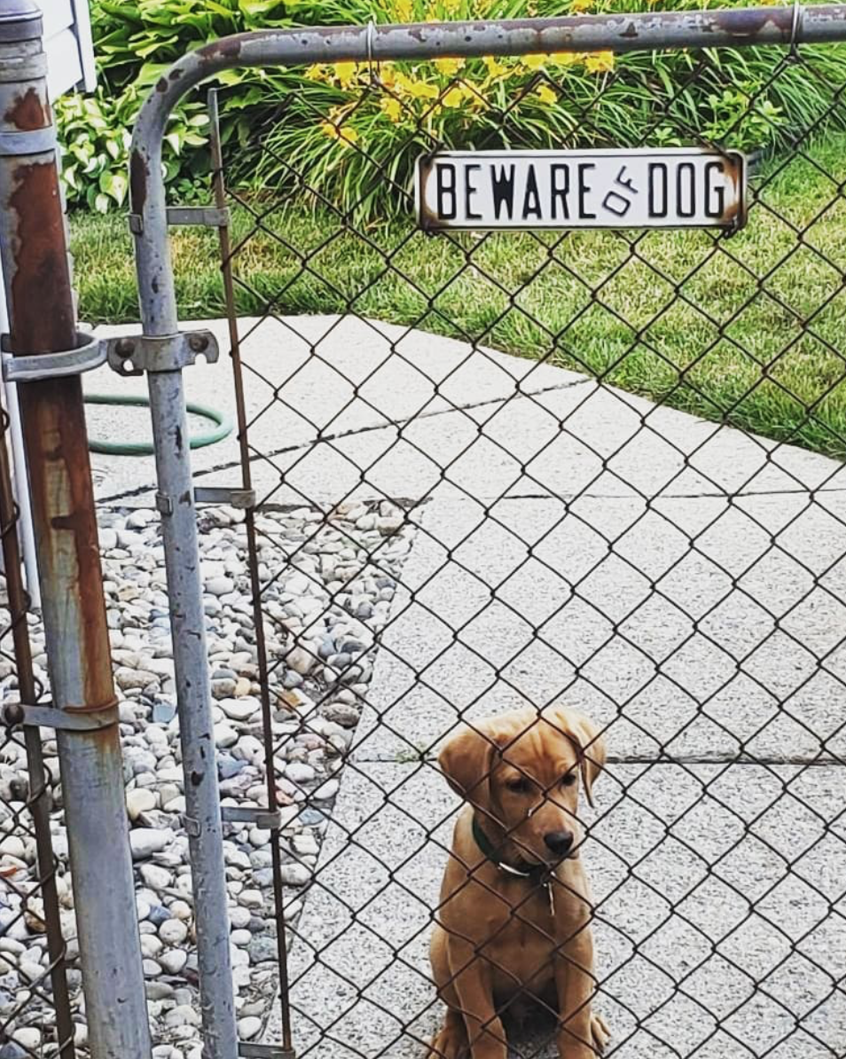 beware-of-cute-dog