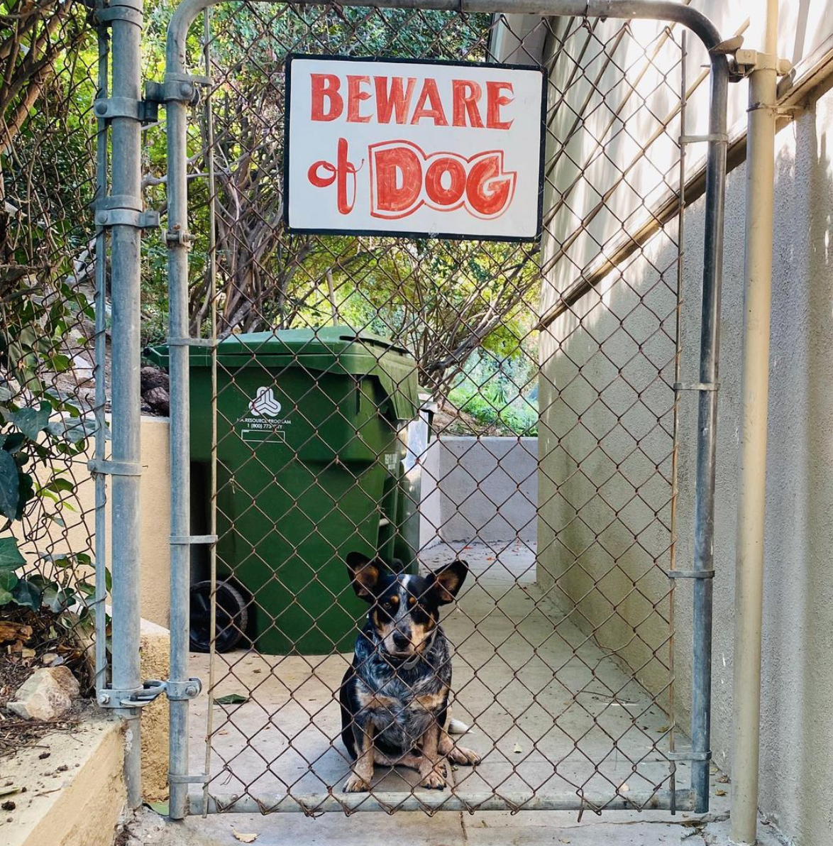 dog-guarding