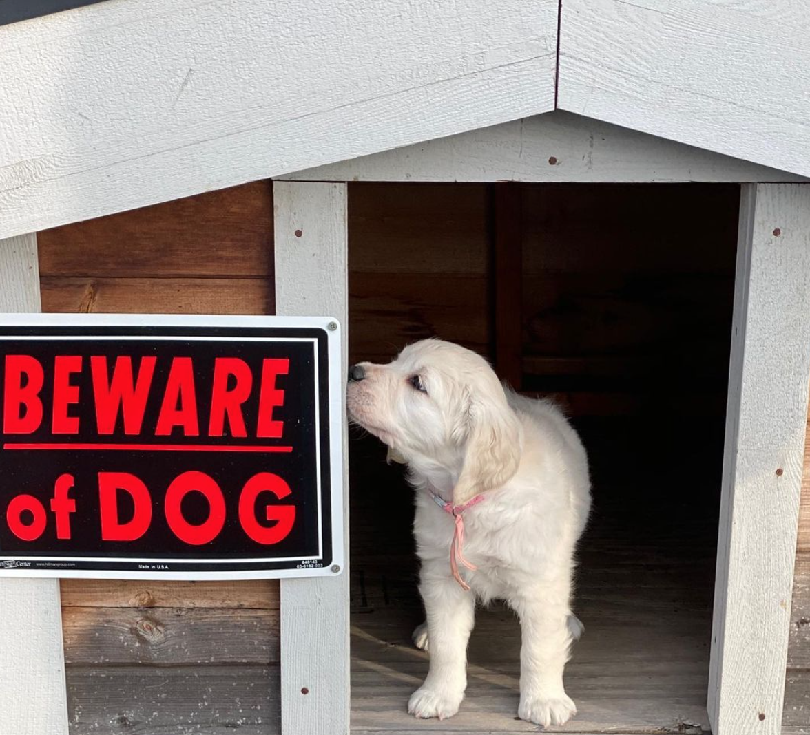 beware-of-dog-cute