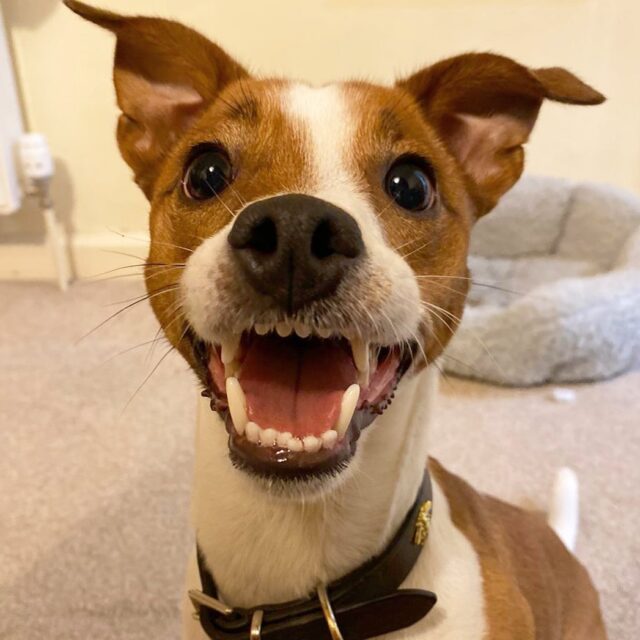 Smiling Jack Russell Terrier