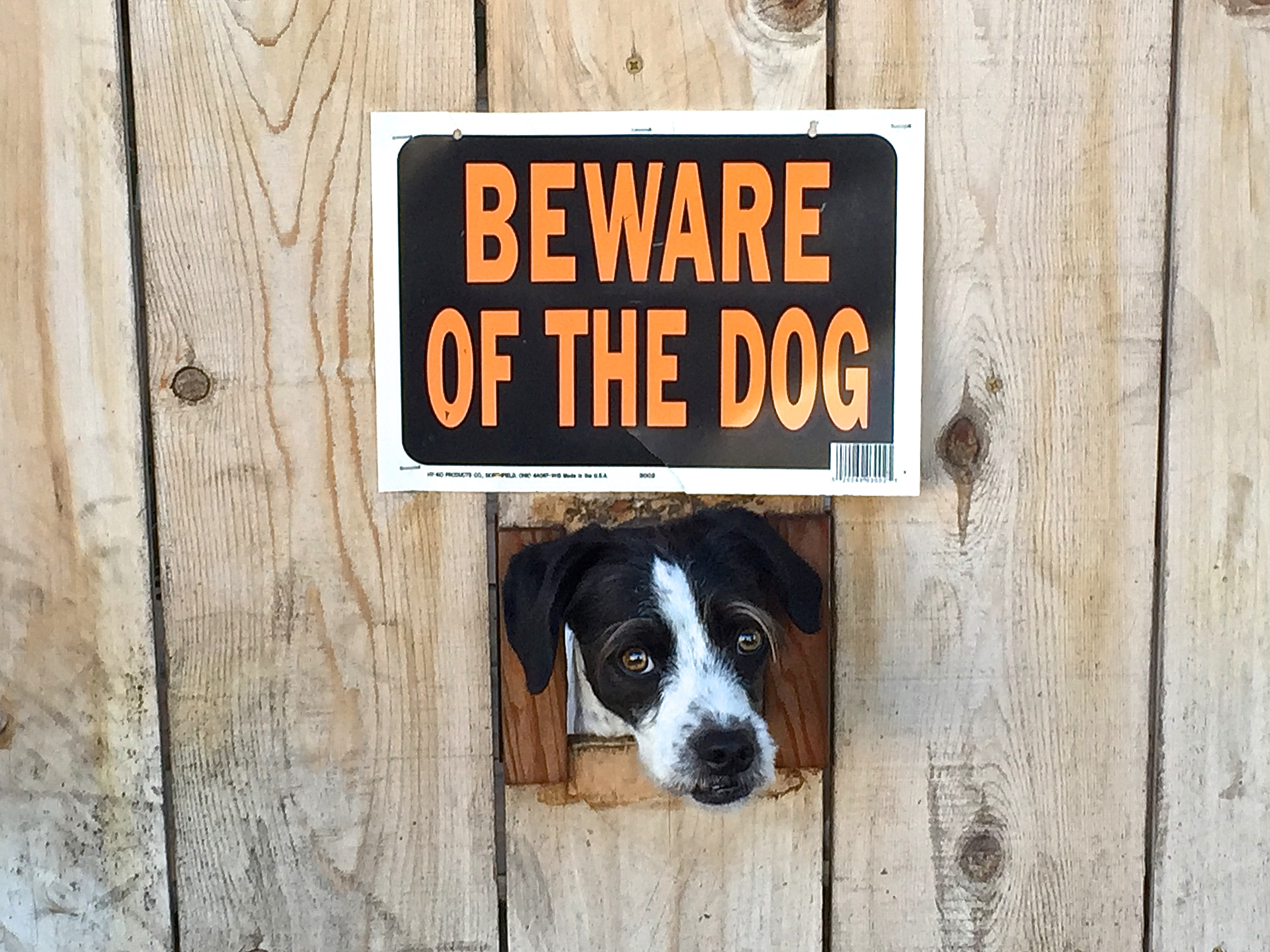 23 "Vicious" Guard Dogs Who Don't Need Their "Beware Of Dog" Signs