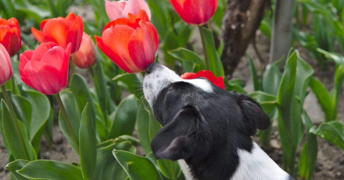 dog-sniffing-tulip-flowers