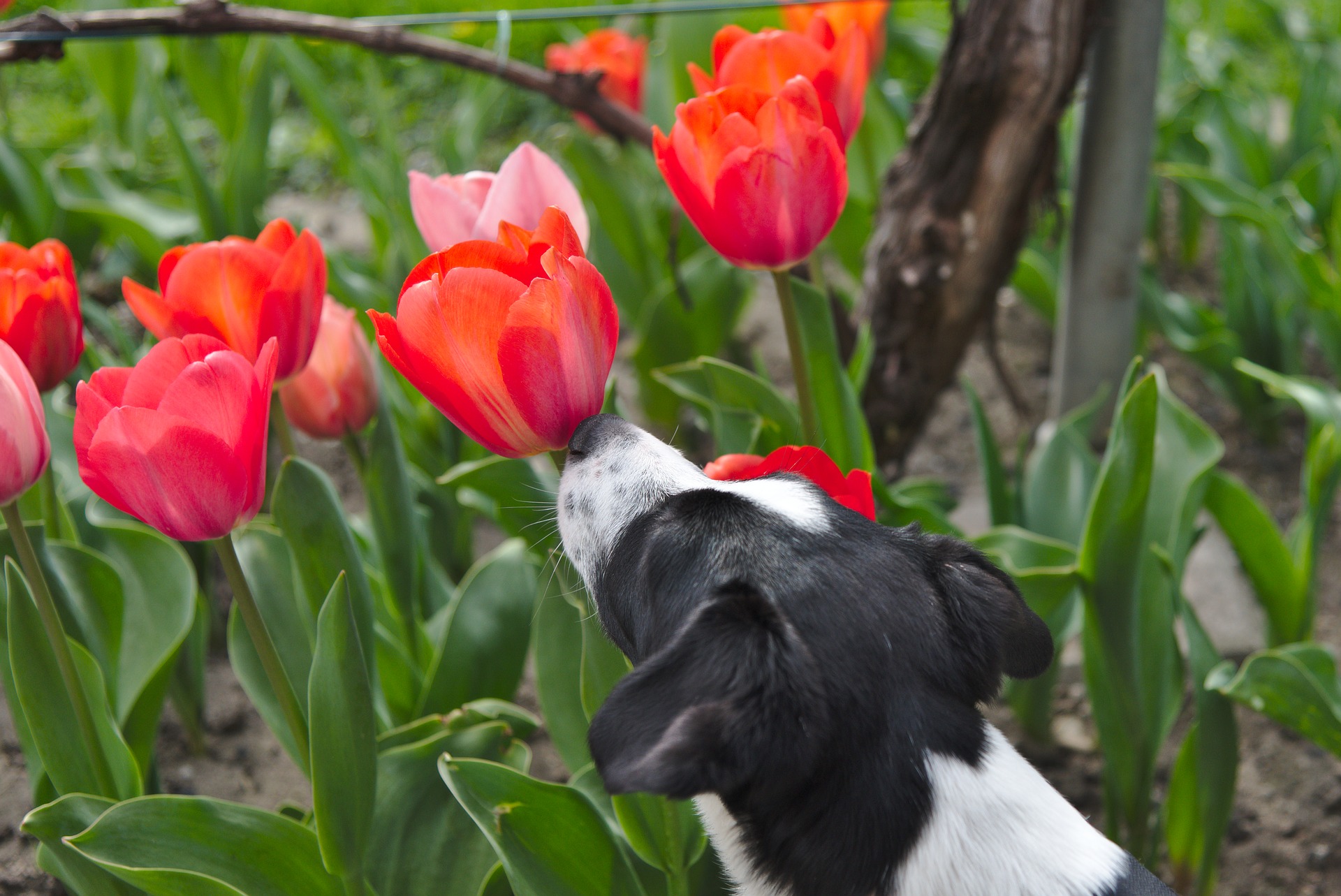 dog-sniffing-tulip-flowers