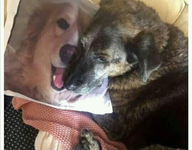 dog pillow story