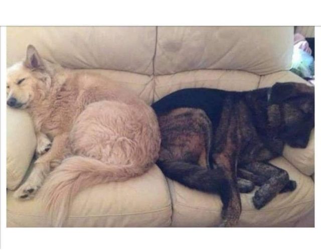 dog pillow story