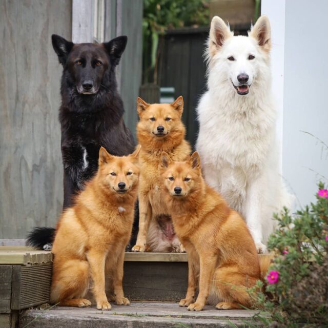 Dog Group Photo