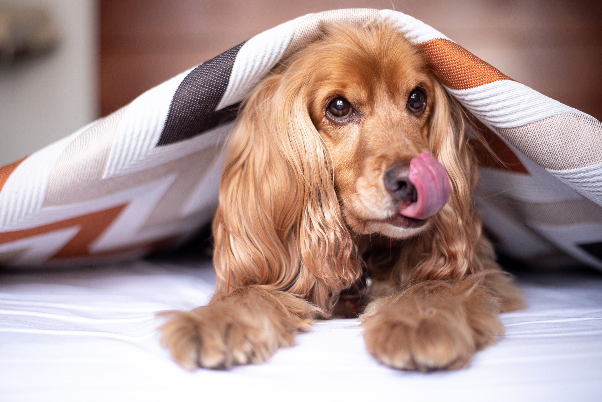 Cocker Spaniel licking lips